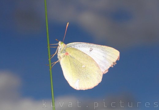 The moorland clouded yellow