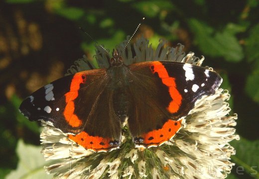 The red admiral
