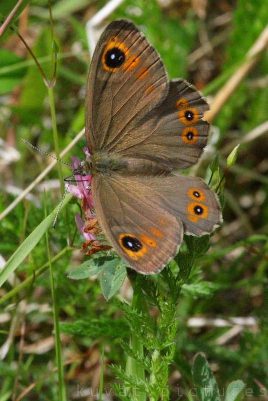 The large wall brown