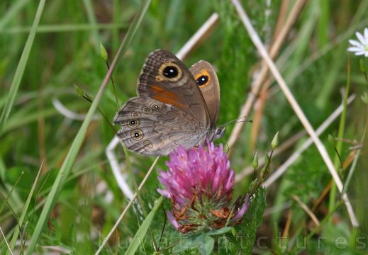 The large wall brown