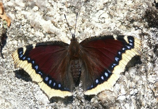 The mourning cloak