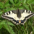 The old world swallowtail