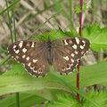The speckled wood