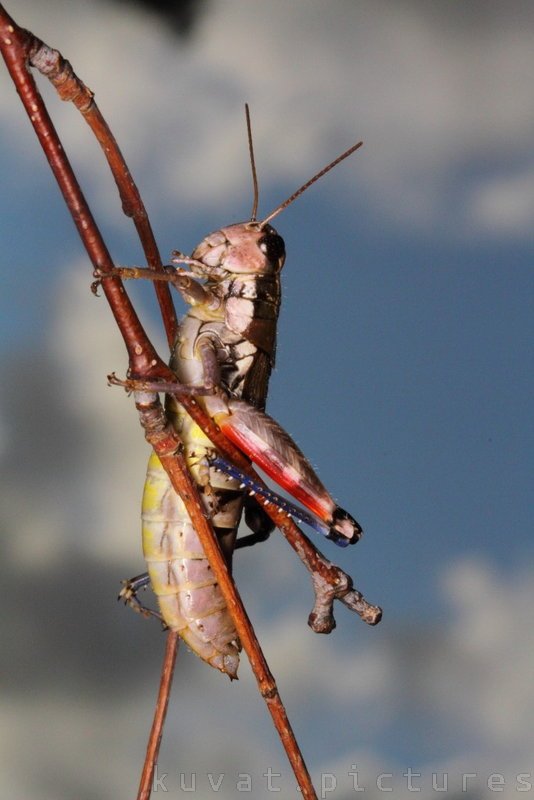 An orthoptera