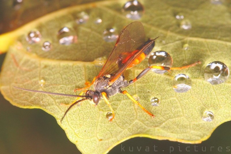 The red-banded sand wasp