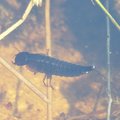 A larva of predaceous diving beetle