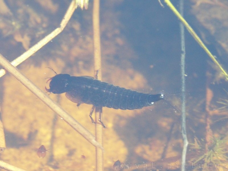 A larva of predaceous diving beetle