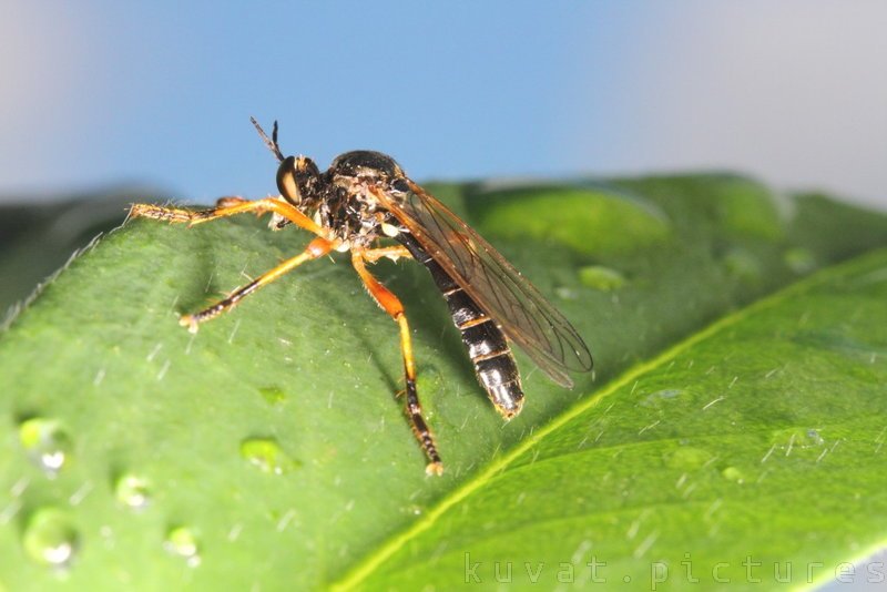 The robber fly