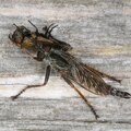 The robber fly