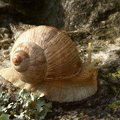 The Burgundy snail
