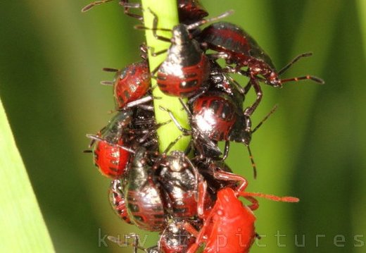 Nymphs of spiked shield bug