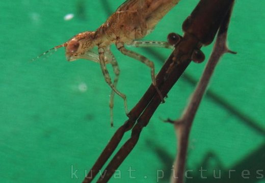 The water stick insect and a mayfly