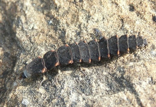 A larva of soldier beetles