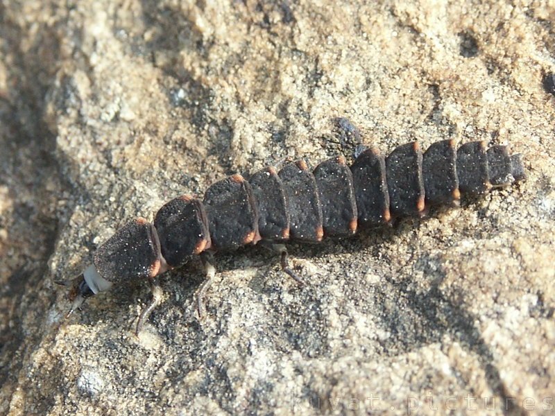 A larva of soldier beetles