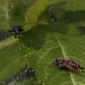 The violet tanbark beetle, an ant and a fly