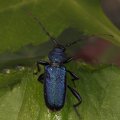 The violet tanbark beetle