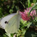A cabbage butterfly