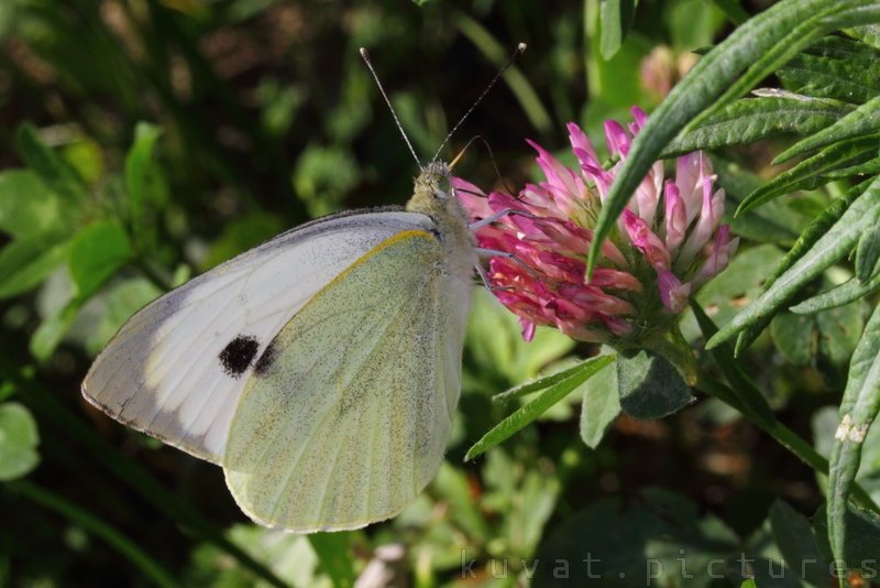 A cabbage butterfly