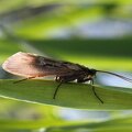 A caddisfly