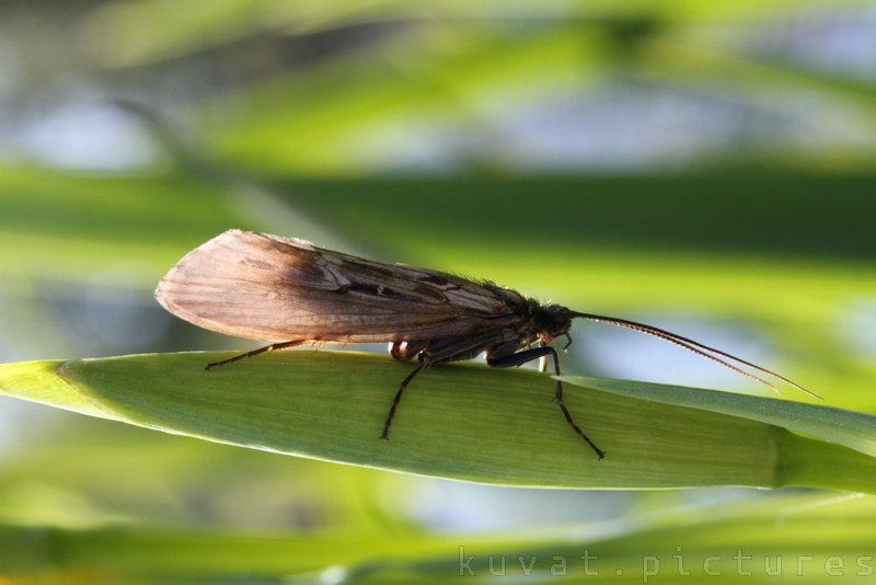 A caddisfly