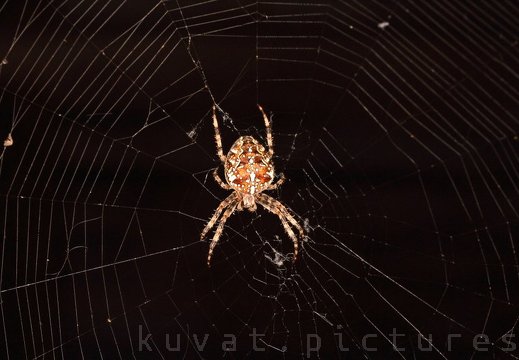 A cross spider