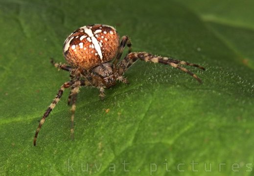 A cross spider
