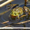 The pool frog