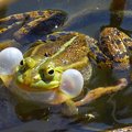 The pool frog