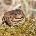 The common toad