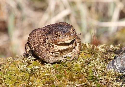 The common toad