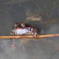 A brown frog