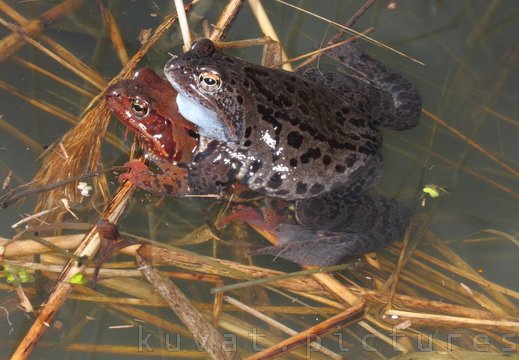 A brown frog