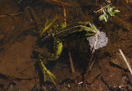 A green frog