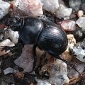 A beetle