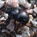 Koppakuoriainen_-_A_beetle.jpg