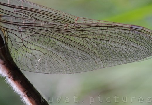 A dragonfly