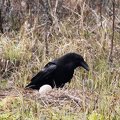 The common raven at the common crane's nest