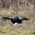 The common raven at the common crane's nest