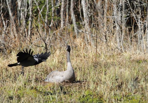 The common crane and the hooded crow