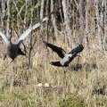 The common crane and the hooded crow