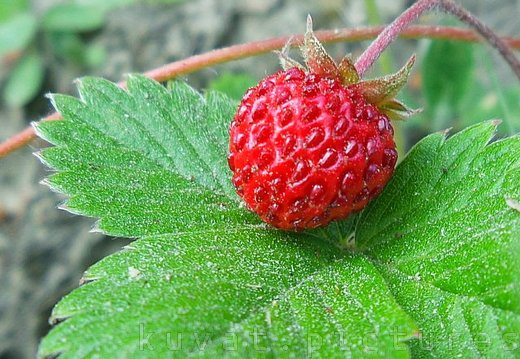 The wild strawberry