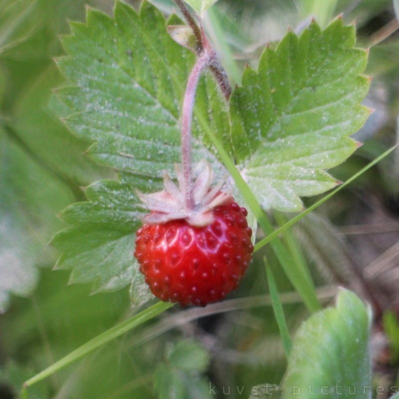 The wild strawberry