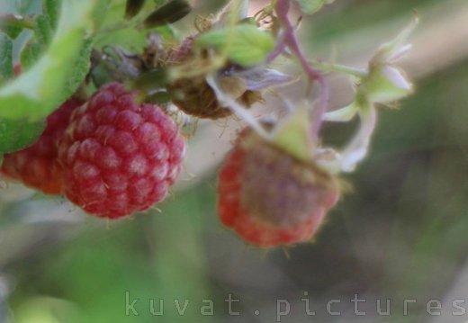 The raspberry