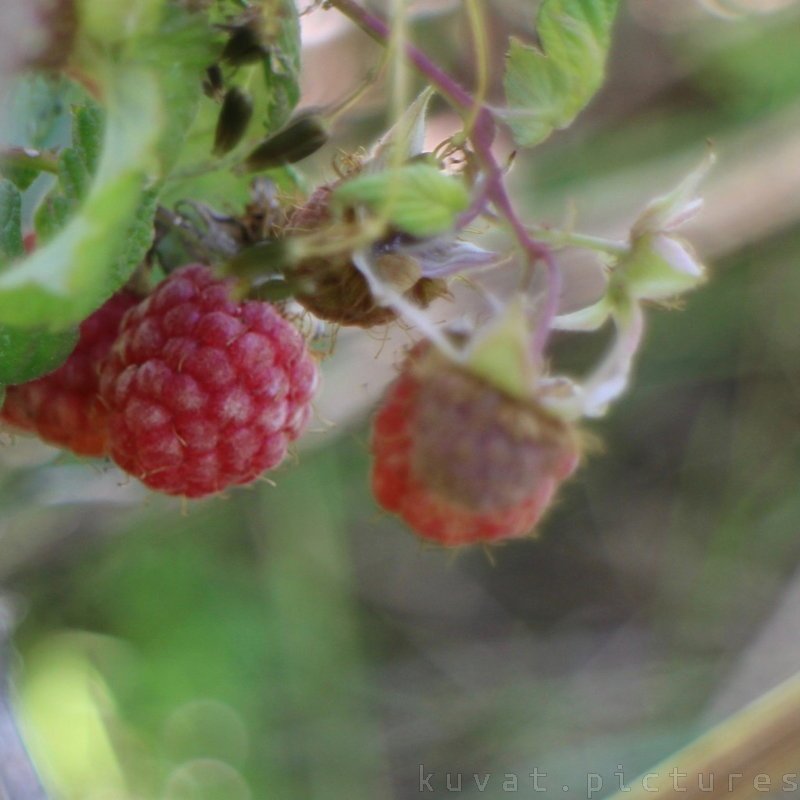 The raspberry