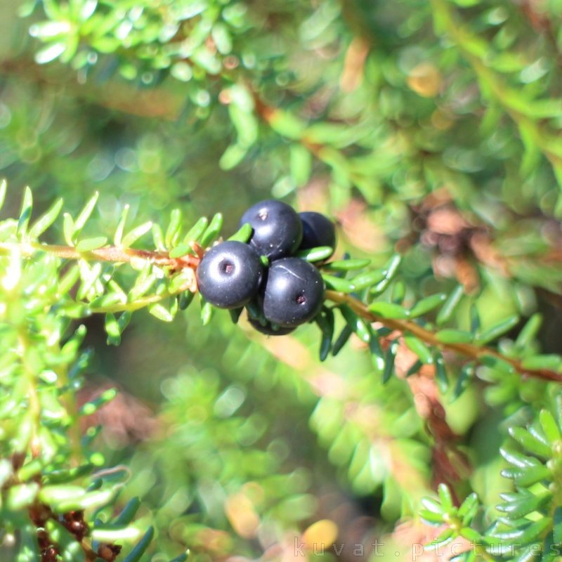 The crowberry