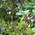 The bog blueberry