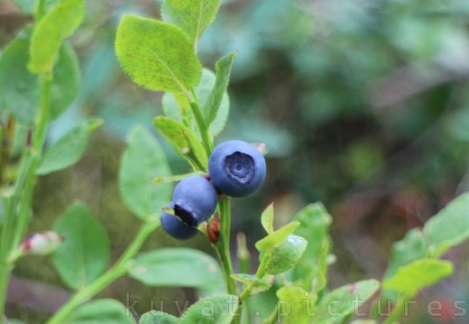 The European blueberry
