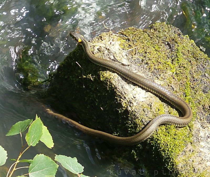 The grass snake