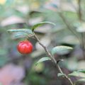 The lingonberry