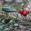 The lingonberry